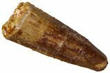 Juvenile Fossil Spinosaurus Tooth - Real Dinosaur Tooth #289814-1